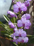 orchid_02.jpg (46476 bytes)