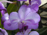 orchid_03.jpg (36696 bytes)