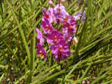orchid_05.jpg (77908 bytes)