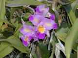 orchid_06.jpg (51852 bytes)