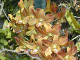 orchid_07.jpg (57340 bytes)