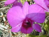 orchid_08.jpg (50464 bytes)