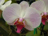 orchid_09.jpg (34576 bytes)