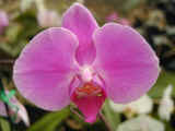 orchid_10.jpg (38084 bytes)
