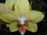 orchid_11.jpg (33804 bytes)