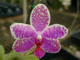orchid_12.jpg (34860 bytes)