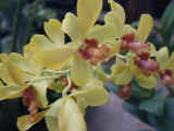 orchid_13.jpg (36736 bytes)