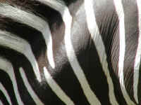 zebra102.jpg (80108 bytes)